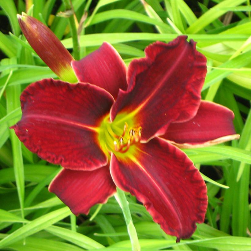 Hemerocallis Gipsy Turtle - Daglelie (Bloei)