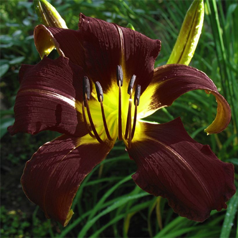 Hemerocallis Midnight Magic - Daglelie (Bloei)