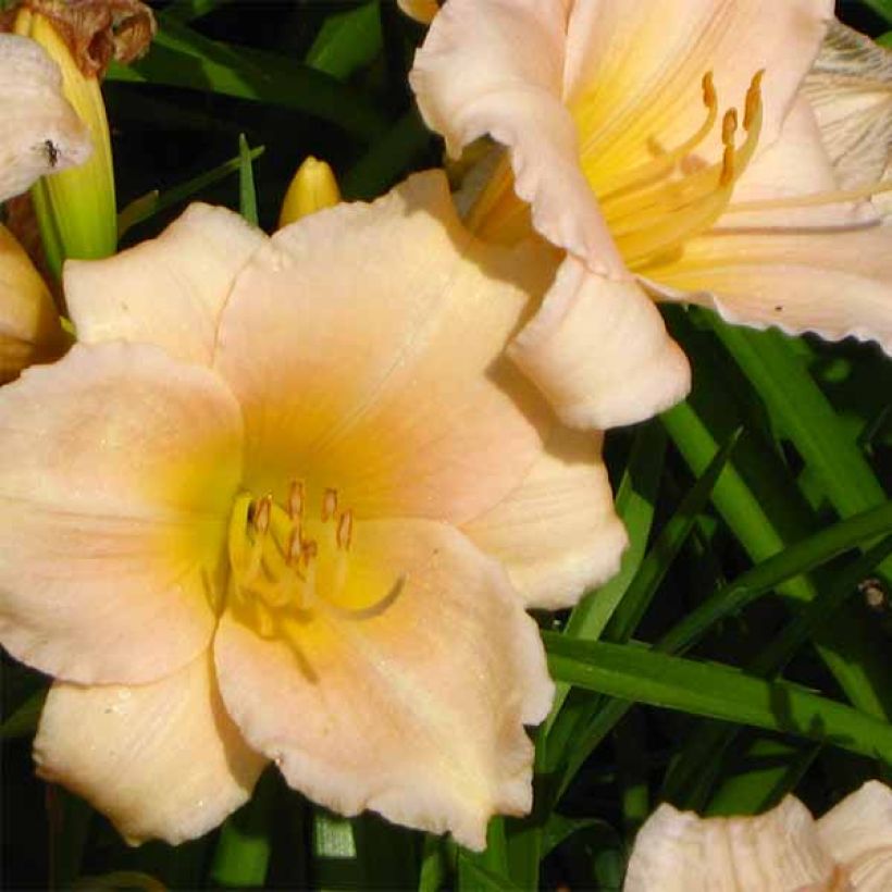 Hemerocallis Mini Pearl - Daglelie (Bloei)