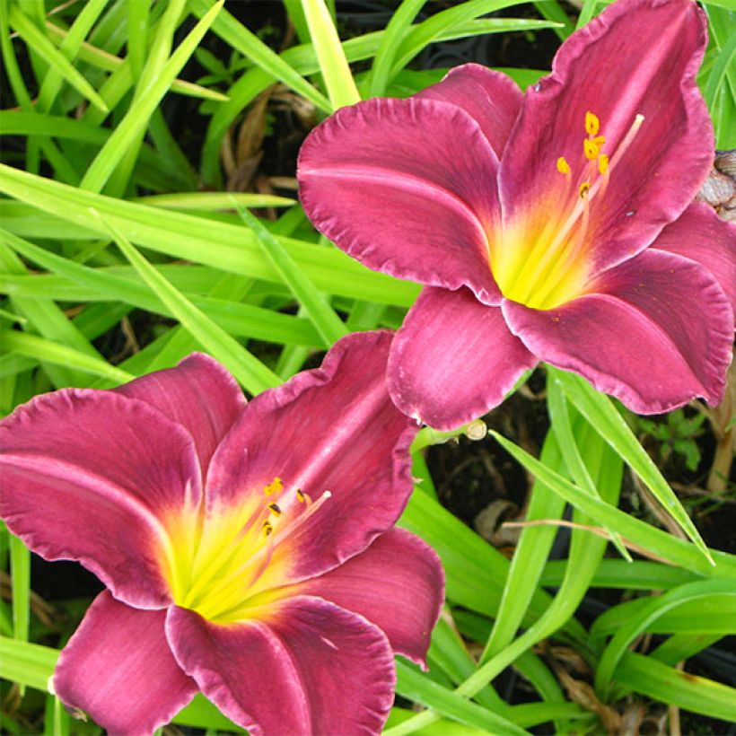 Hemerocallis Olive Bailey Langdon - Daglelie (Bloei)