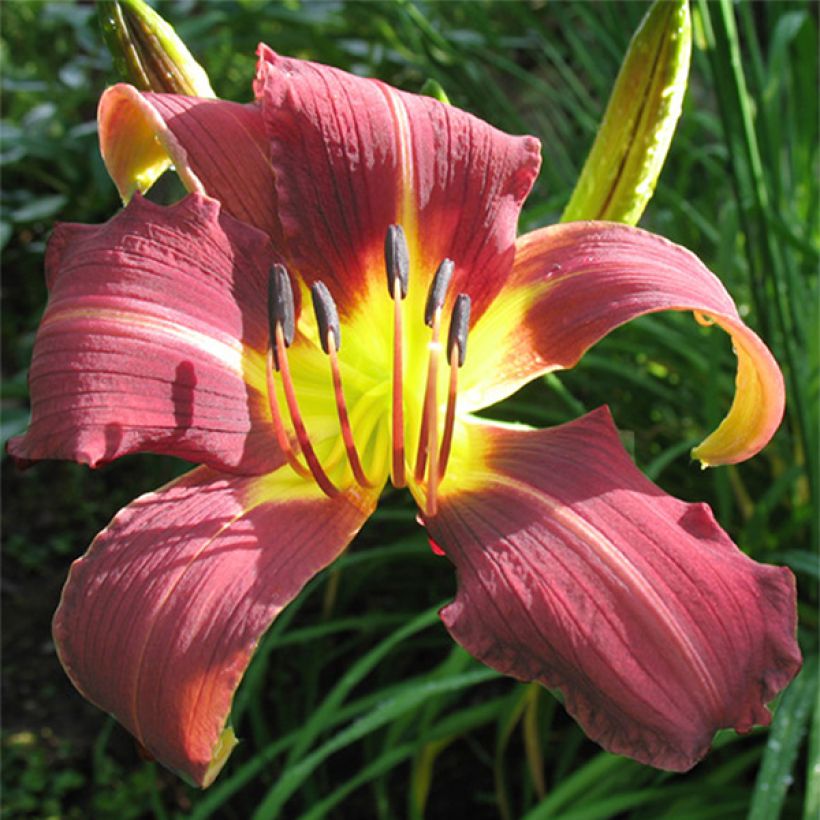 Hemerocallis Purple Magic - Daglelie (Bloei)
