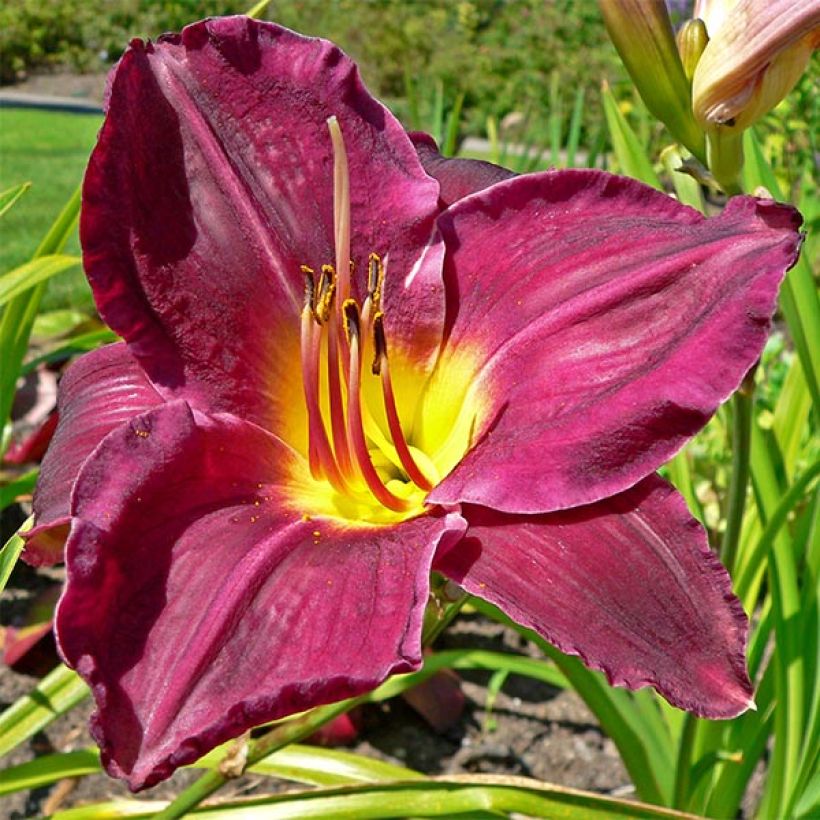 Hemerocallis Strutter s Ball - Daglelie (Bloei)