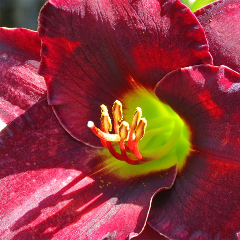 Hemerocallis Vintage Bordeaux - Daglelie (Bloei)