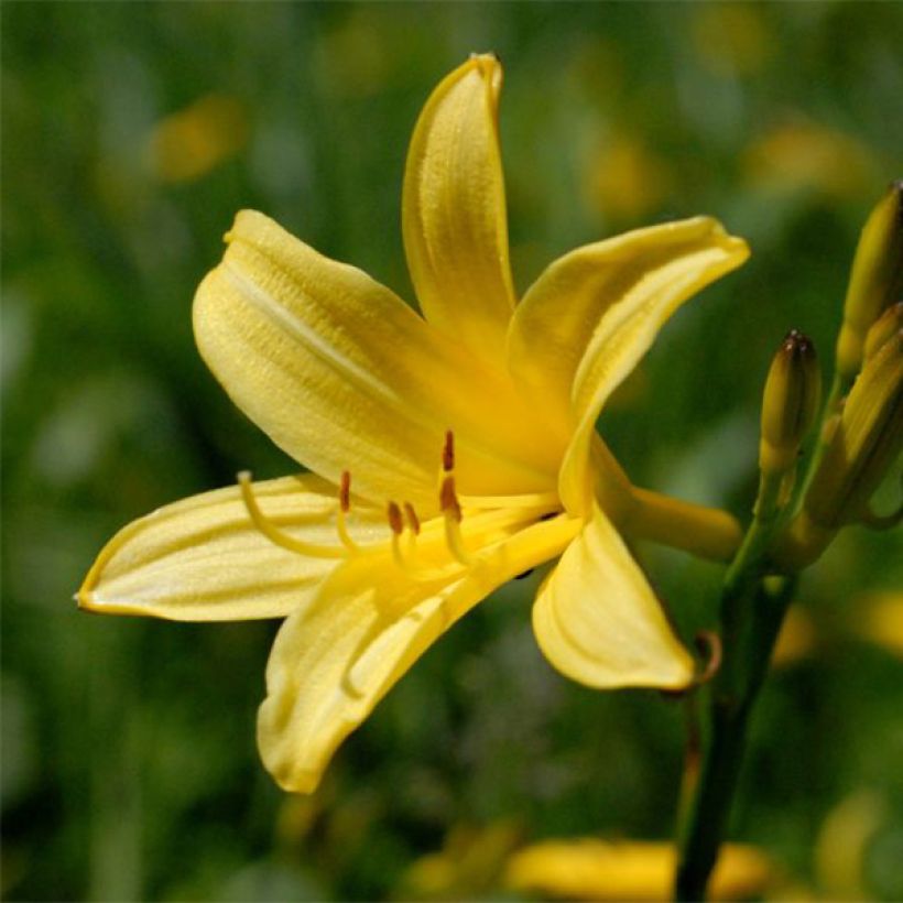 Hemerocallis lilioasphodelus - Gele daglelie (Bloei)