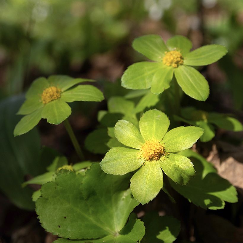 Hacquetia epipactis - Voorjaarsster (Bloei)
