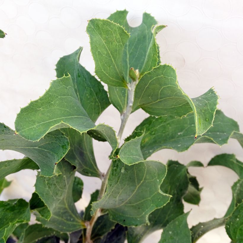 Hakea victoria - Hakea victoria (Blad)
