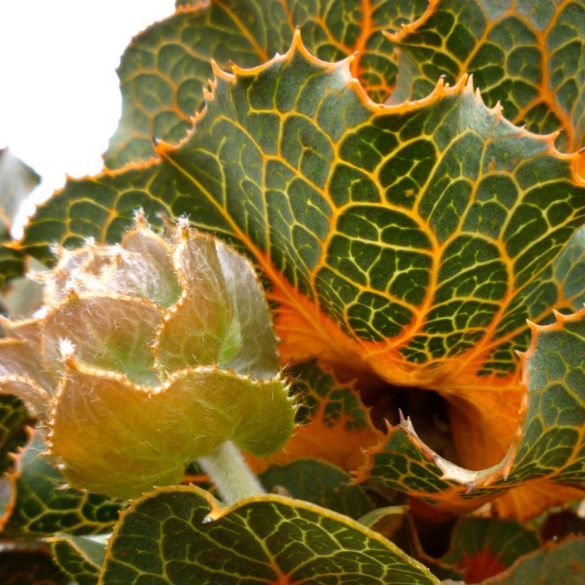 Hakea victoria - Hakea victoria (Bloei)