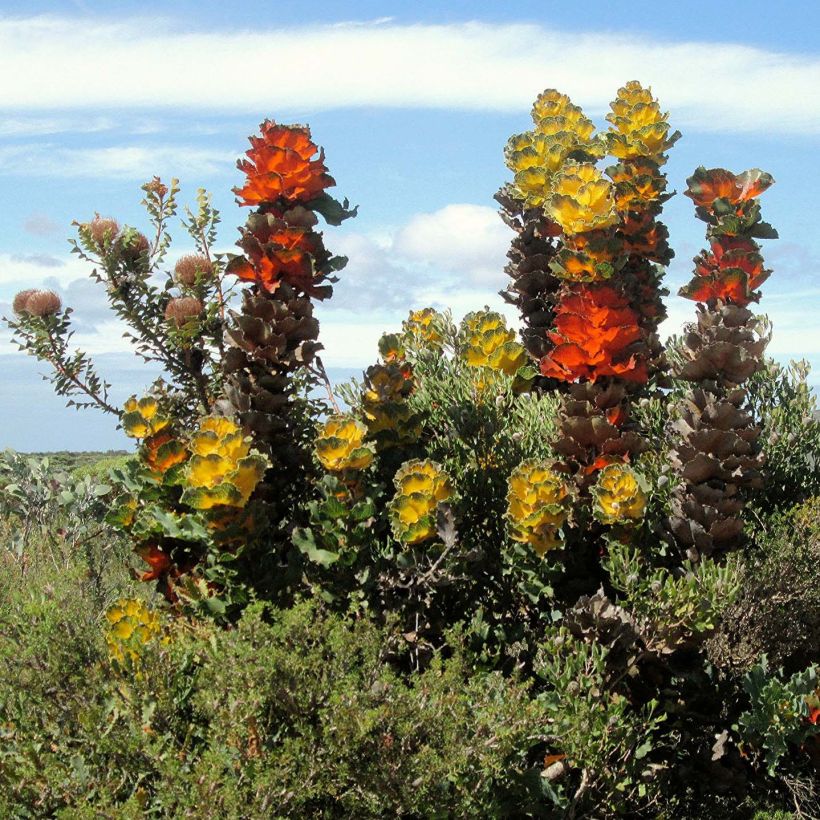 Hakea victoria - Hakea victoria (Groeiplaats)