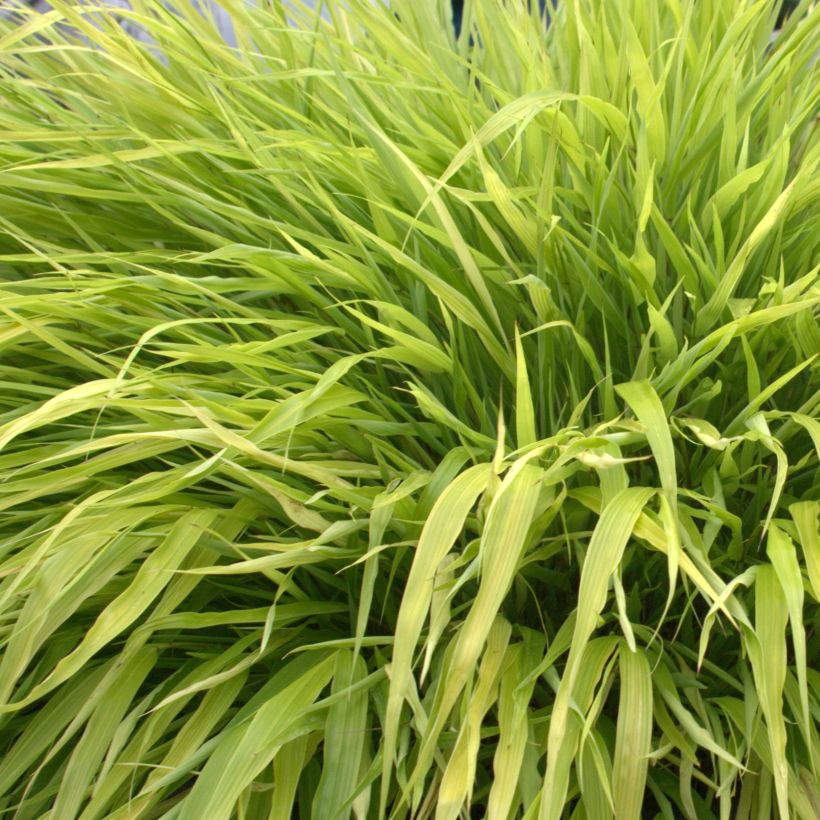 Hakonechloa macra All Gold - Japans berggras (Blad)
