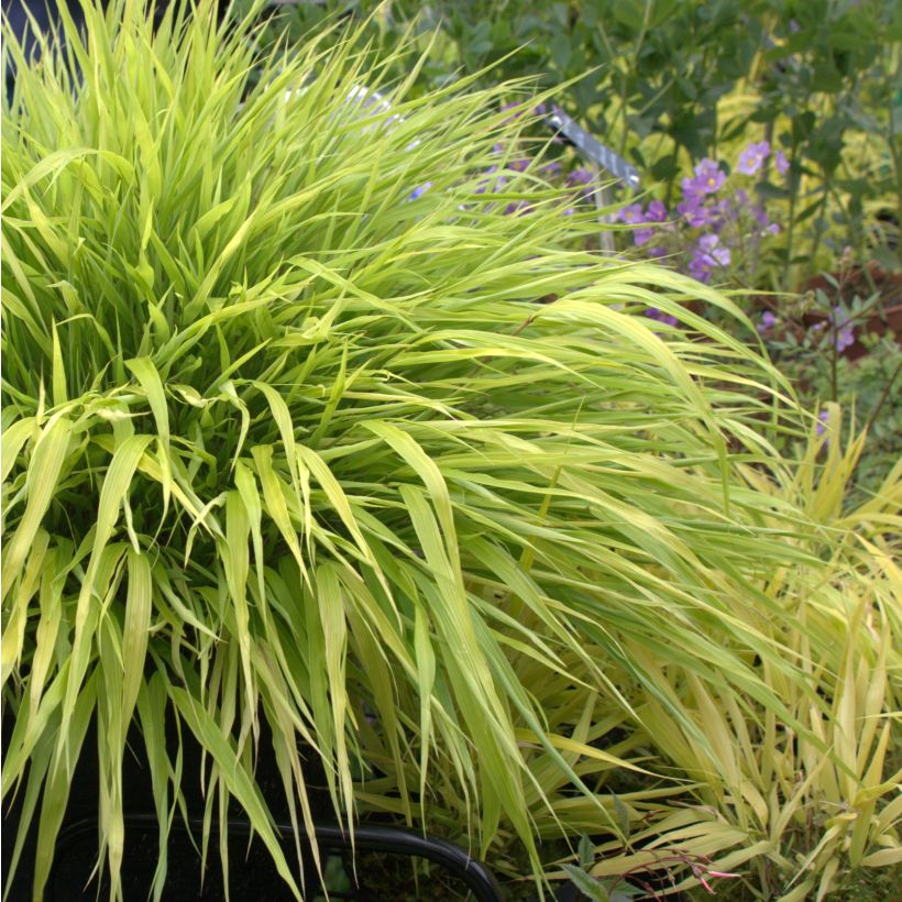 Hakonechloa macra All Gold - Japans berggras (Groeiplaats)