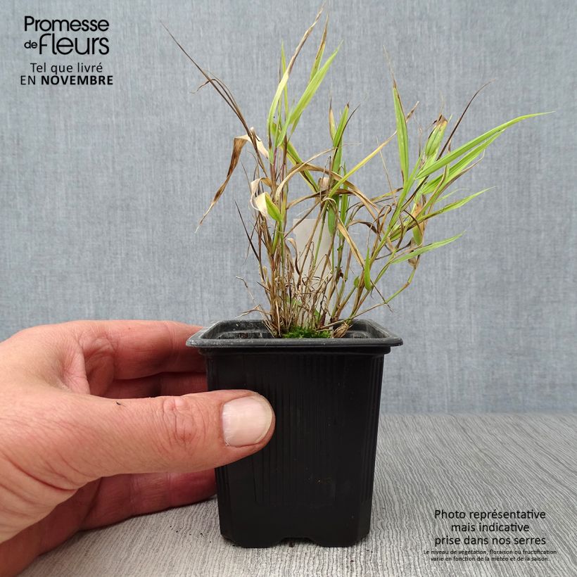 Exemplaar van Hakonechloa macra Aureola - Japans berggras Kweekpotje van 7/8 cm zoals geleverd in de herfst