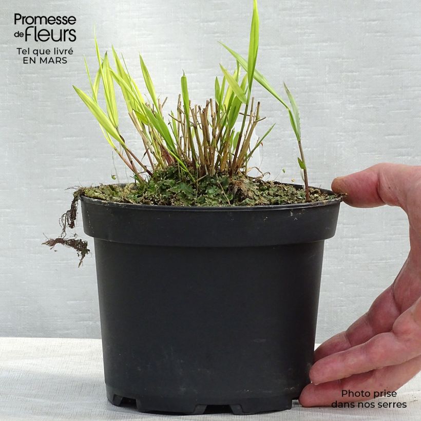 Example of Hakonechloa macra Aureola - Japans berggras Pot van 2 l/3 l as you get in printemps