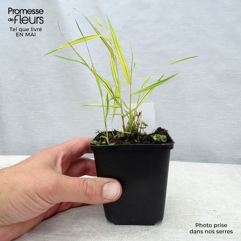 Example of Hakonechloa macra Aureola - Japans berggras Kweekpotje van 7/8 cm as you get in printemps
