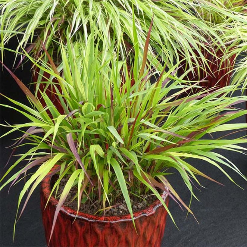Hakonechloa macra Beni-Kaze - Japans berggras (Groeiplaats)