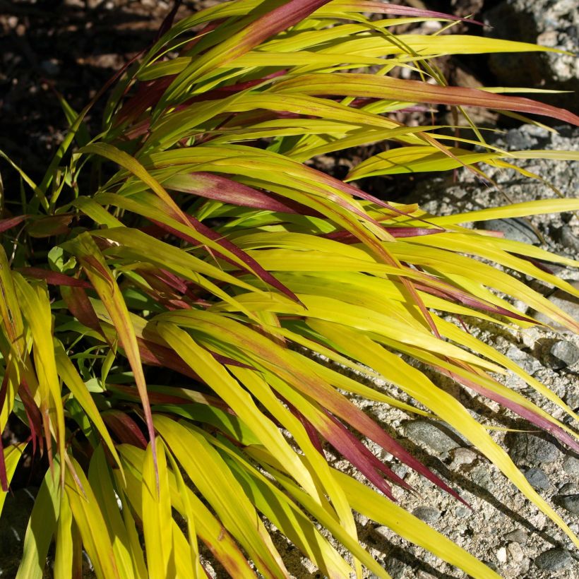 Hakonechloa macra Sunflare - Japans berggras (Foliage)
