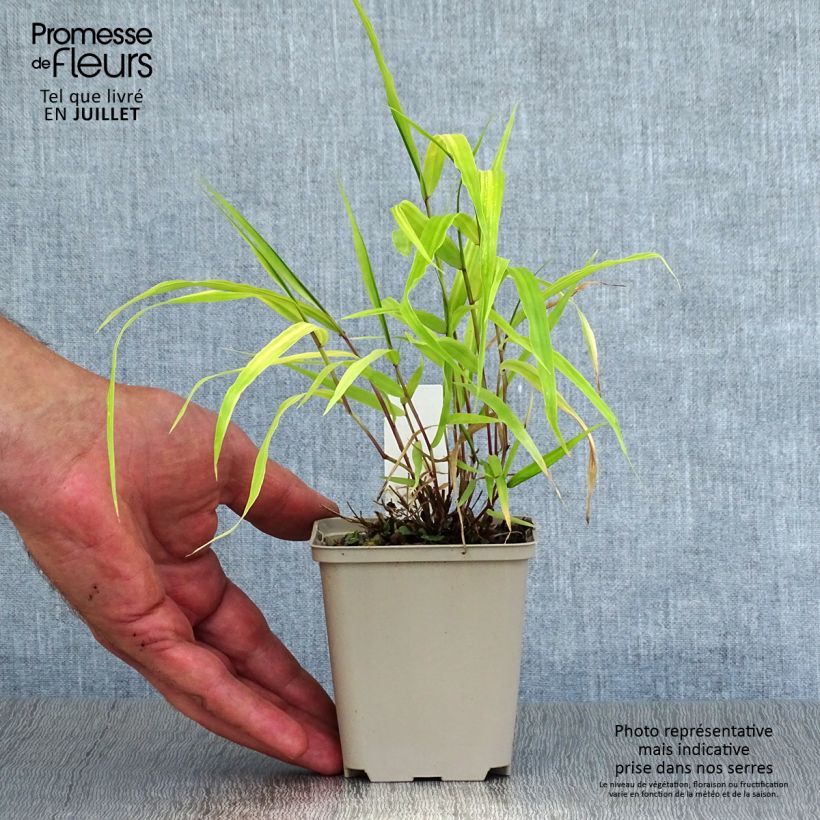 Exemplaar van Hakonechloa macra Sunflare - Japans berggras Kweekpotje van 8/9 cm zoals geleverd in de zomer