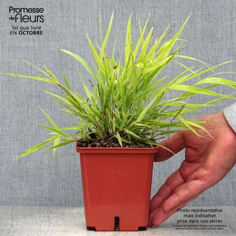 Exemplaar van Hakonechloa macra Sunflare - Japans berggras Pot van 1 l/1,5 l zoals geleverd in de herfst