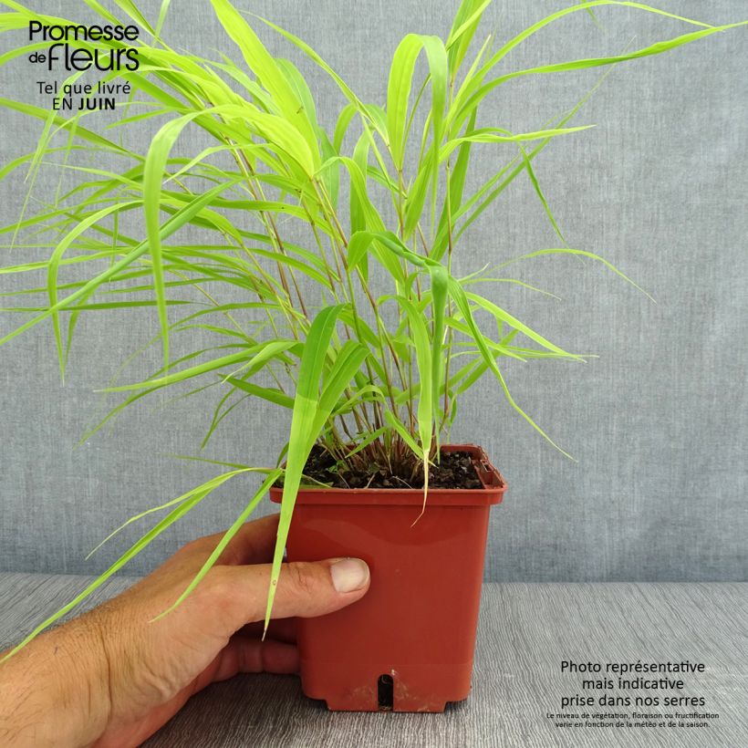 Exemplaar van Hakonechloa macra Sunflare - Japans berggras Pot van 1 l/1,5 l zoals geleverd in de zomer