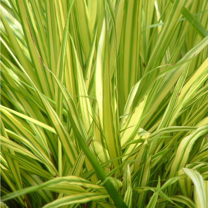 Hakonechloa macra Aureola - Japans berggras (Foliage)