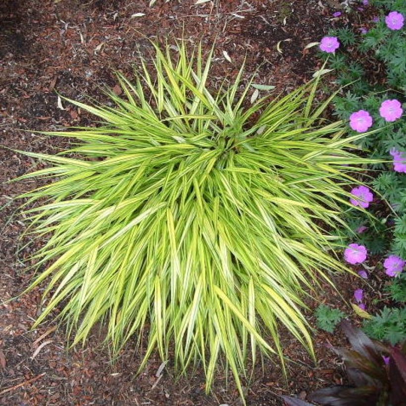 Hakonechloa macra Aureola - Japans berggras (Plant habit)