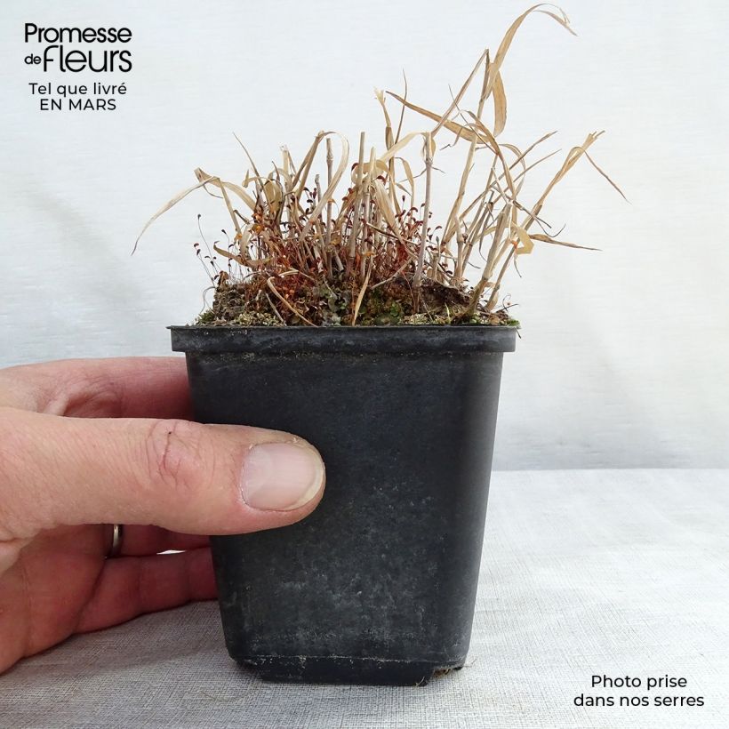 Example of Hakonechloa macra Nicolas - Japans berggras Kweekpotje van 8/9 cm as you get in printemps