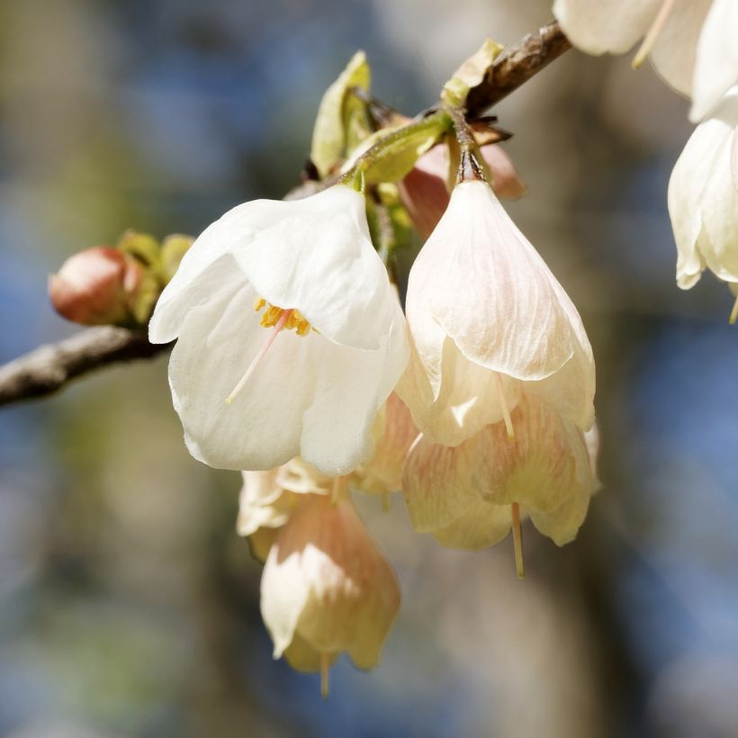 Halesia carolina UConn - Sneeuwklokjesboom (Bloei)