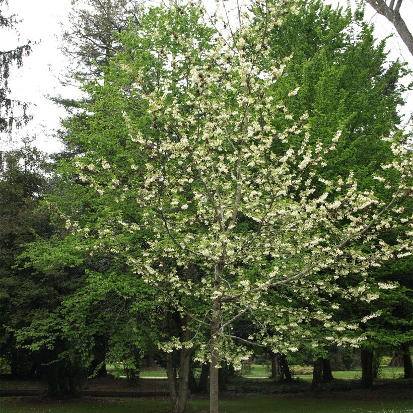 Halesia carolina UConn - Sneeuwklokjesboom (Groeiplaats)