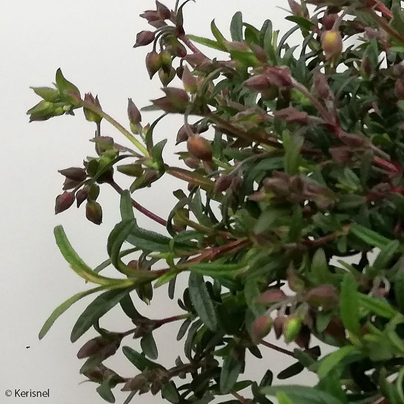 Halimiocistus sahucii - Bastaard-cistusroos (Blad)