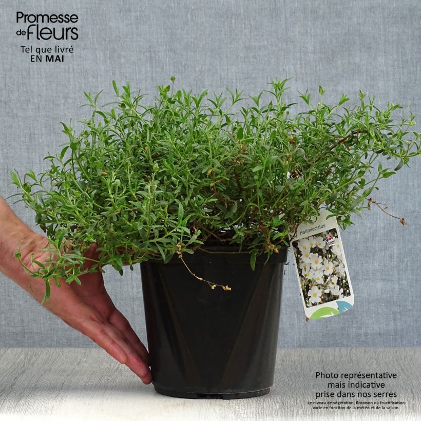 Exemplaar van Halimiocistus sahucii - Bastaard-cistusroos Pot van 4 l/5 l zoals geleverd in de lente