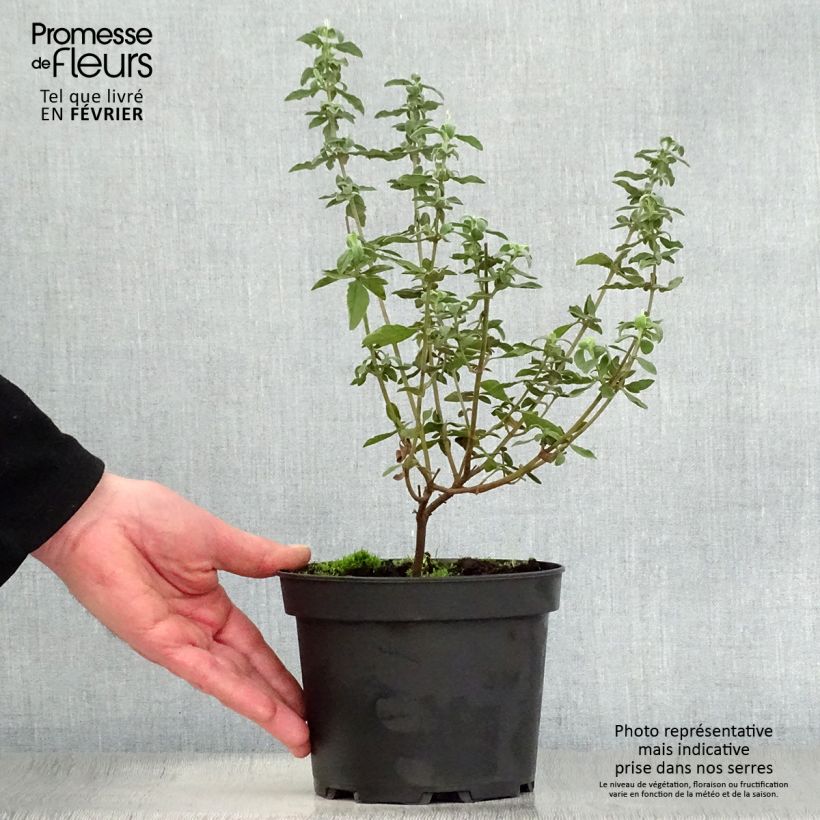 Exemplaar van Halimiocistus wintonensis Merrist Wood Cream - Bastaard-cistusroos Pot van 2 l/3 l zoals geleverd in de winter