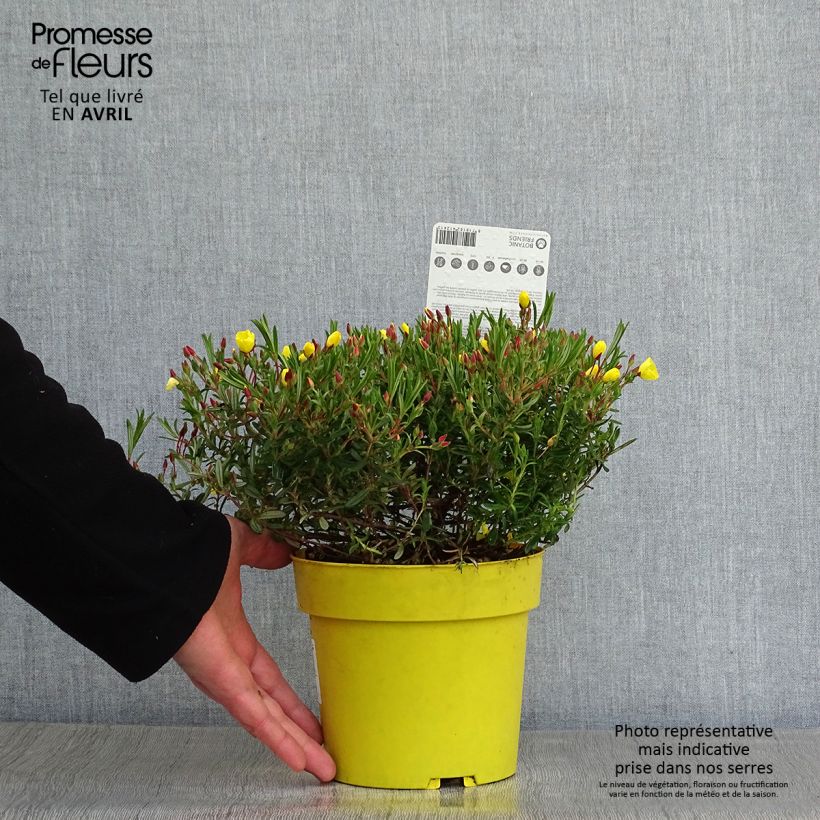 Example of Halimium April Sun - Zonneroosje Pot van 1,5 l/2 l as you get in printemps