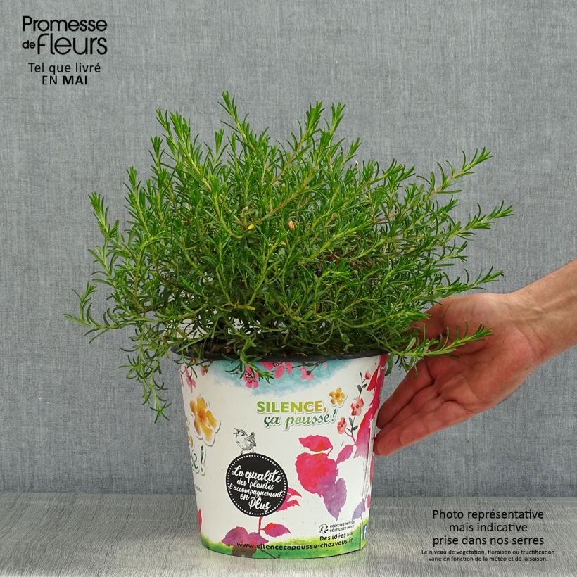 Example of Halimium commutatum - Zonneroosje Pot van 4 l/5 l as you get in printemps