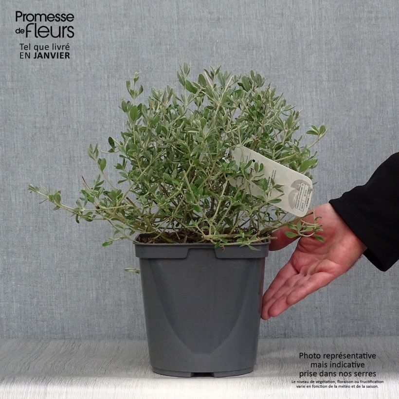 Exemplaar van Halimium lasianthum subsp. formosum - Zonneroosje Pot van 4 l/5 l zoals geleverd in de winter