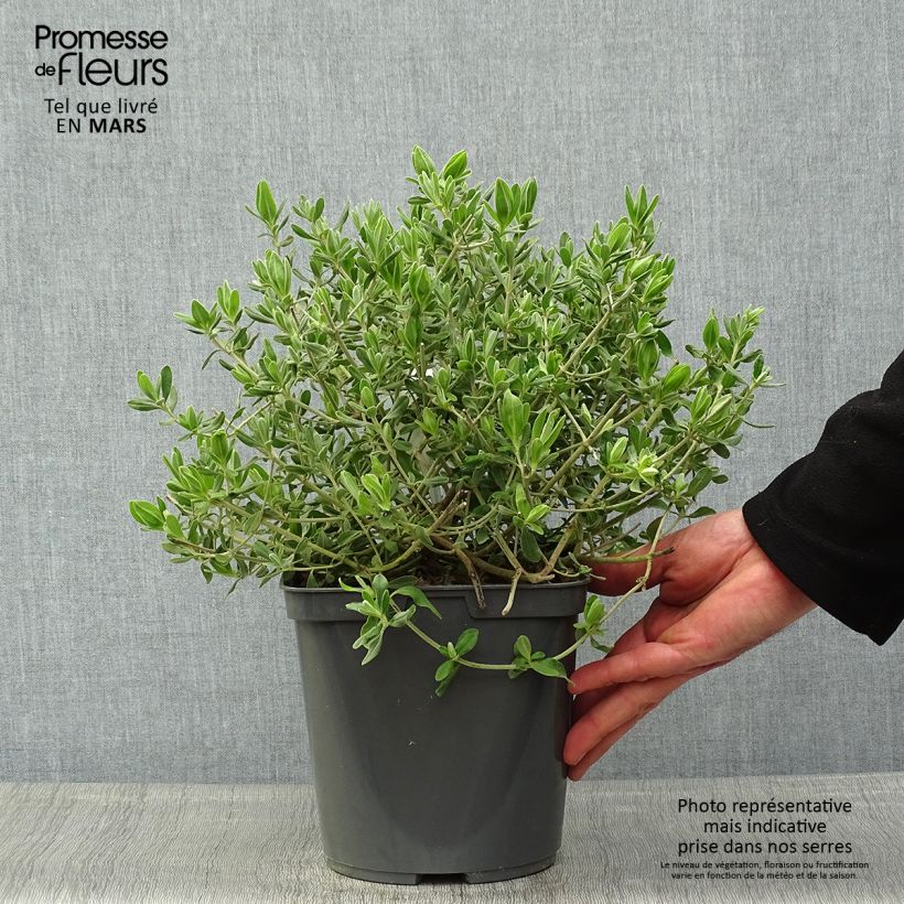 Example of Halimium lasianthum subsp. formosum - Zonneroosje Pot van 4 l/5 l as you get in printemps