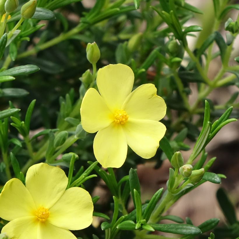 Halimium April Sun - Zonneroosje (Bloei)