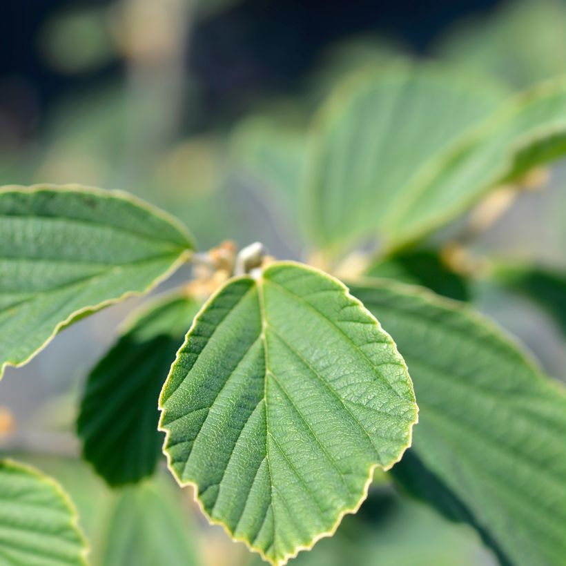 Hamamelis intermedia Arnold Promise - Toverhazelaar (Foliage)