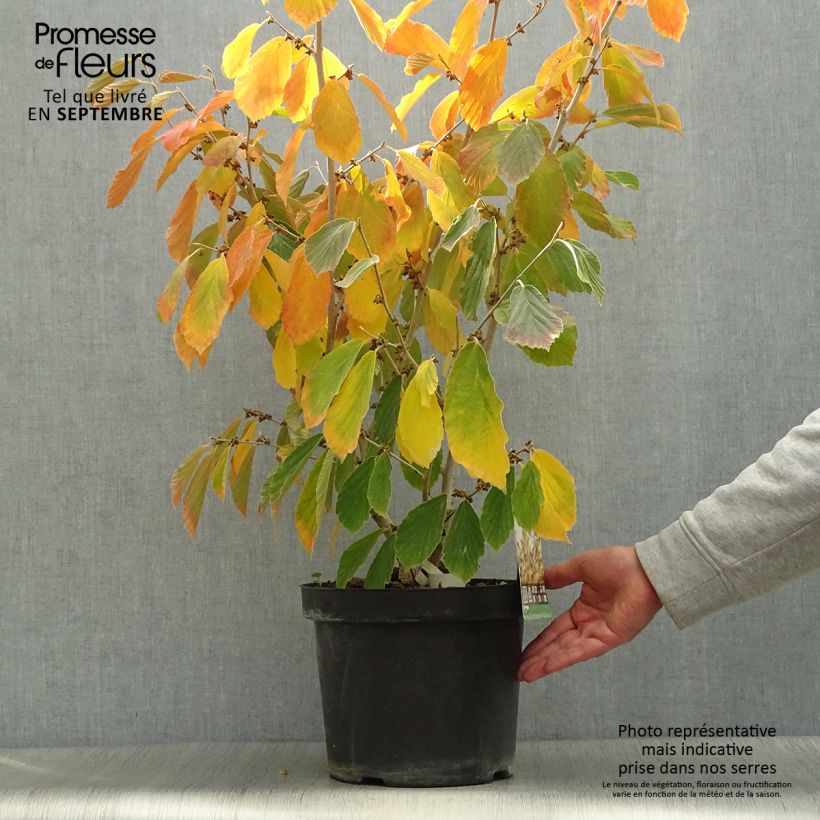 Exemplaar van Hamamelis intermedia Arnold Promise - Toverhazelaar Pot van 3 l/4 l zoals geleverd in de herfst