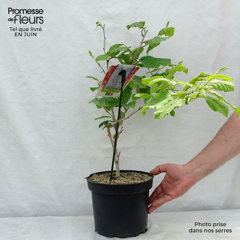 Exemplaar van Hamamelis intermedia Diane - Toverhazelaar Pot van 4 l/5 l zoals geleverd in de zomer