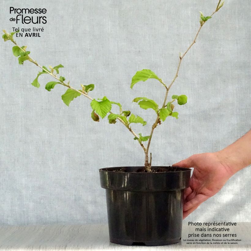 Example of Hamamelis intermedia Diane - Toverhazelaar Pot van 4 l/5 l as you get in printemps