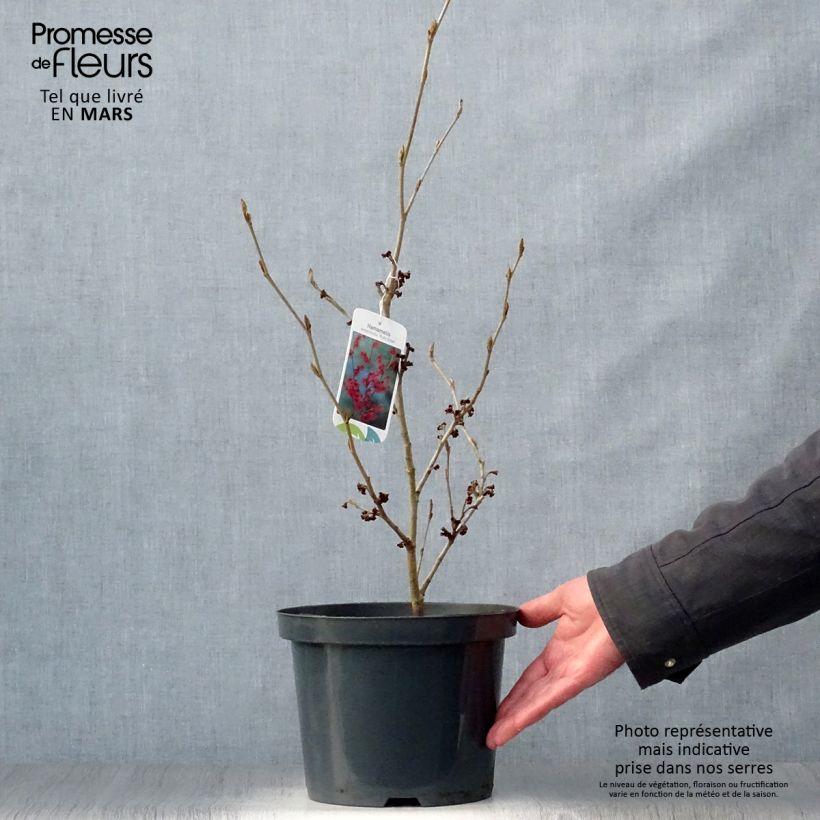 Exemplaar van Hamamelis intermedia Ruby Glow - Toverhazelaar Pot van 4 l/5 l zoals geleverd in de lente