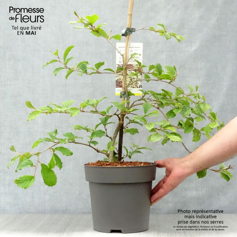 Example of Hamamelis japonica Pendula - Japanse toverhazelaar Pot van 6 l/7 l as you get in printemps