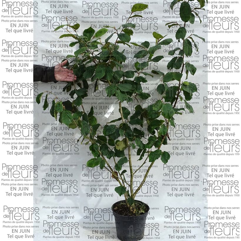 Voorbeeld van een exemplaar van Hamamelis mollis Pallida - Zachte toverhazelaar Pot van 7,5 l/10 l zoals geleverd