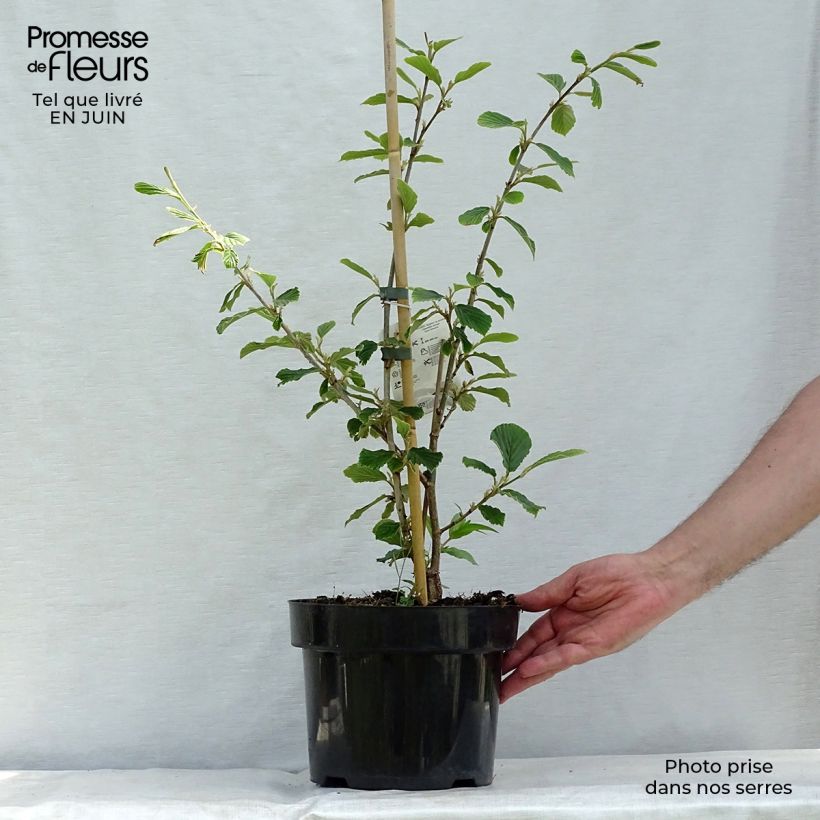 Exemplaar van Hamamelis mollis Pallida - Zachte toverhazelaar Pot van 4 l/5 l zoals geleverd in de zomer