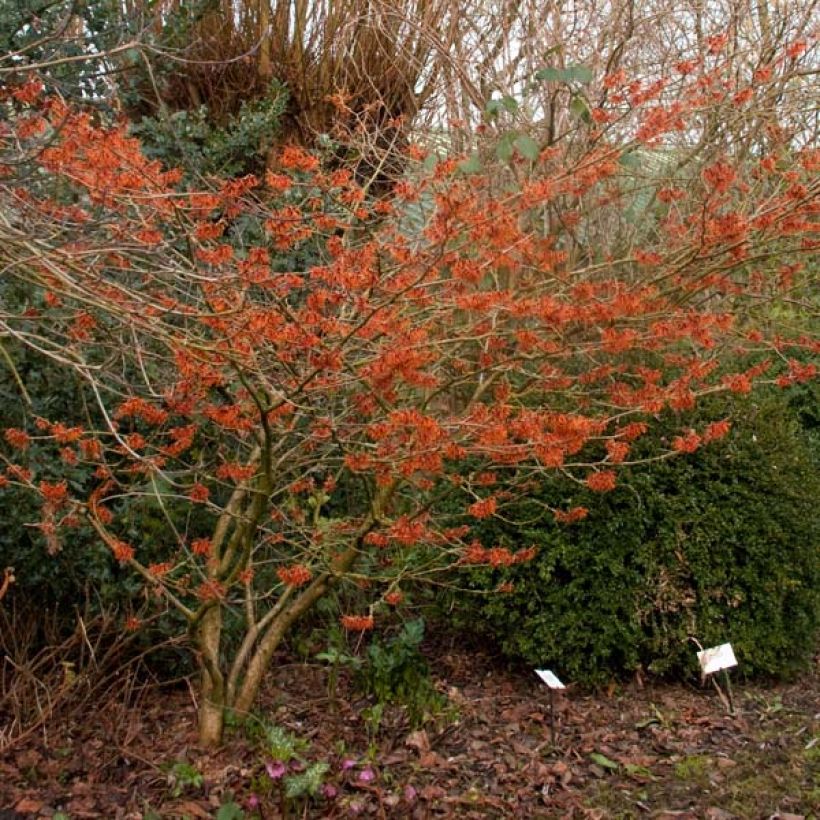 Hamamelis intermedia Ruby Glow - Toverhazelaar (Groeiplaats)