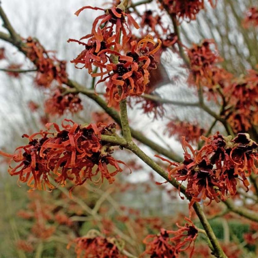 Hamamelis intermedia Ruby Glow - Toverhazelaar (Bloei)