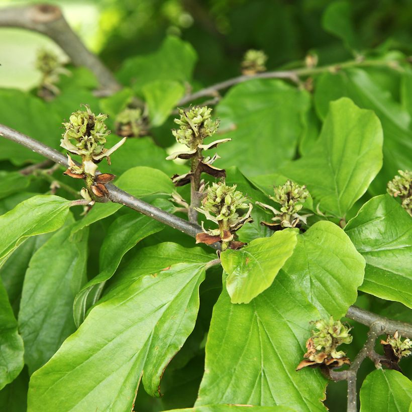 Hamamelis virginiana - Amerikaanse toverhazelaar (Blad)