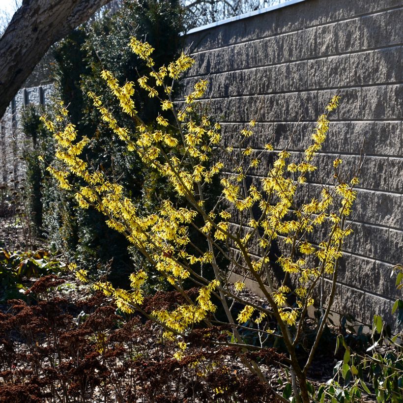 Hamamelis virginiana - Amerikaanse toverhazelaar (Groeiplaats)