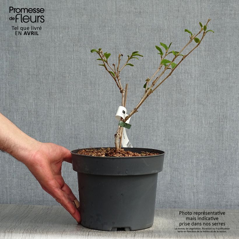 Example of Hamamelis intermedia Aphrodite - Toverhazelaar Pot van 3 l/4 l as you get in printemps