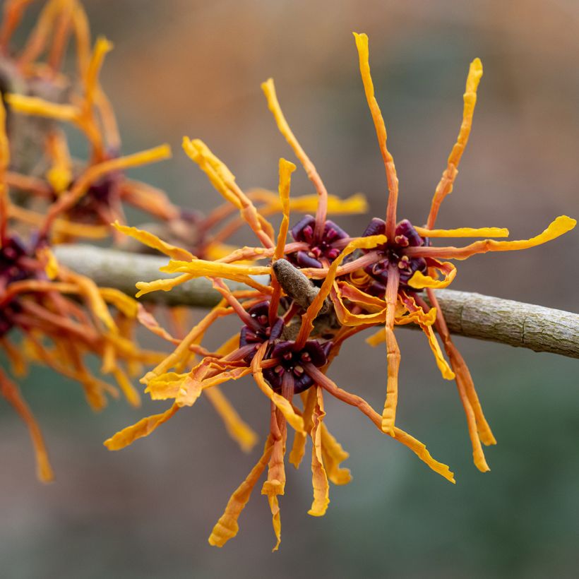Hamamelis intermedia Aphrodite - Toverhazelaar (Flowering)