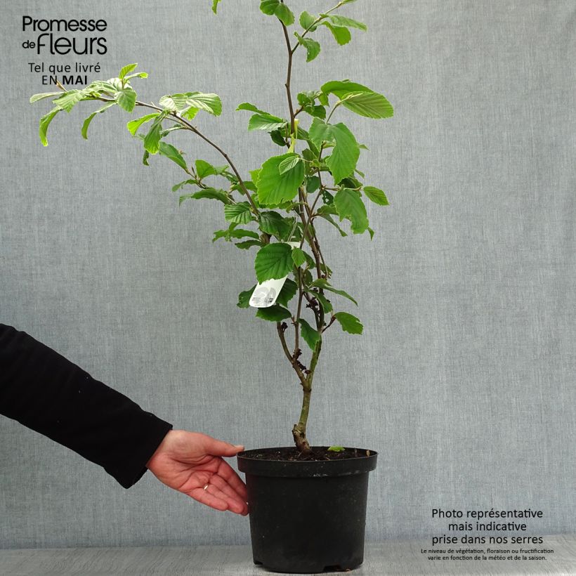 Example of Hamamelis intermedia Feuerzauber - Toverhazelaar Pot van 4 l/5 l as you get in printemps